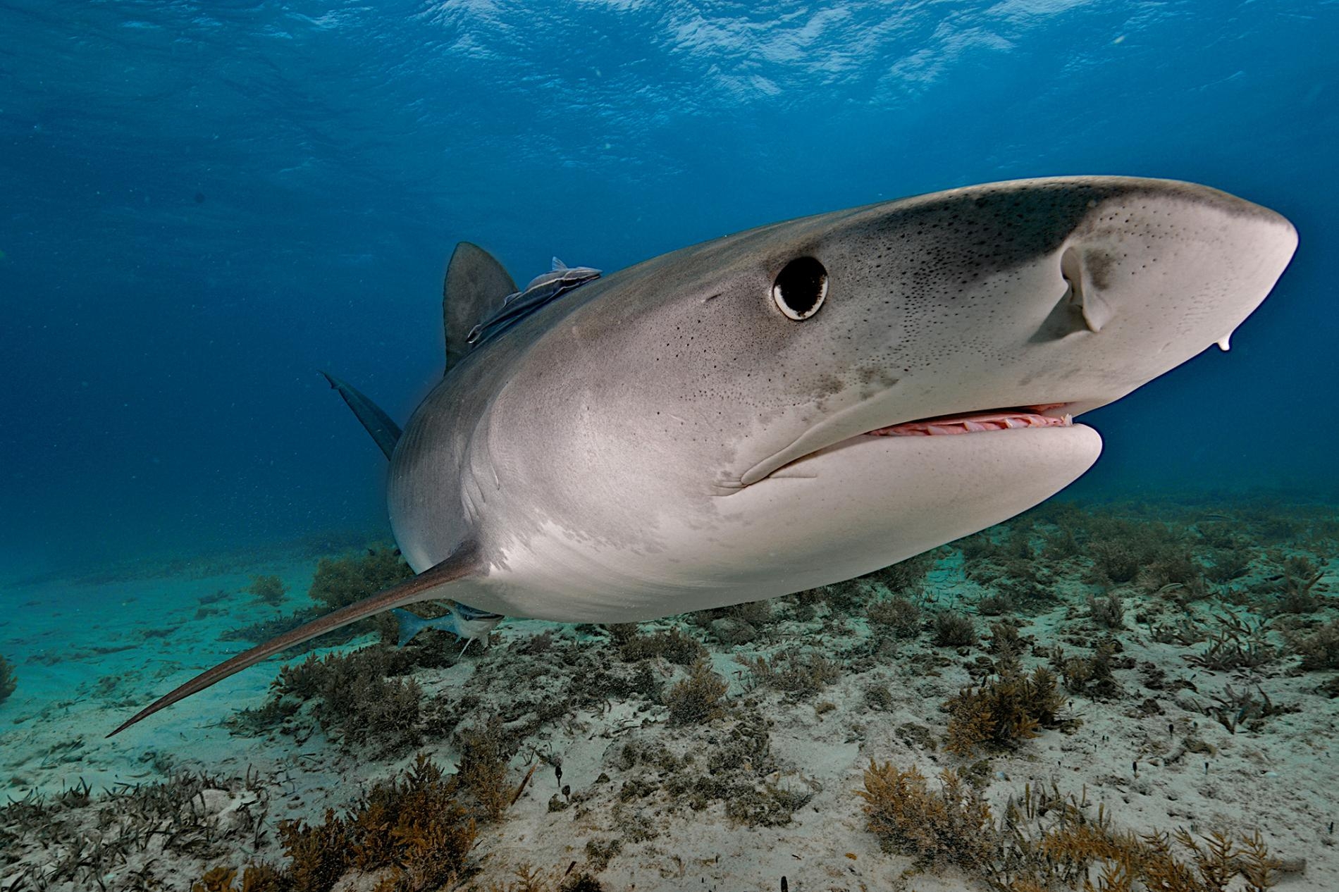 一頭鼬鯊（tiger shark）在巴哈馬外海游泳。這種掠食者也是完美無缺的食腐動物，具備絕佳的視覺與嗅覺。PHOTOGRAPH BY BRIAN J. SKERRY, NAT GEO IMAGE COLLECTION