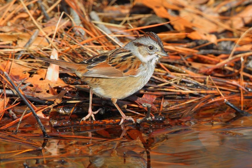 一隻沼澤帶鵐（swamp sparrow）在馬里蘭州黑水國家野生動物保護區覓食。PHOTOGRAPH BY GEORGE GRALL, NAT GEO IMAGE COLLECTION