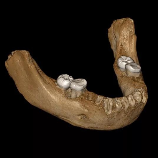 研究的下頜骨化石復原圖。圖片來源：Jean-Jacques Hublin, MPI-EVA, Leipzig