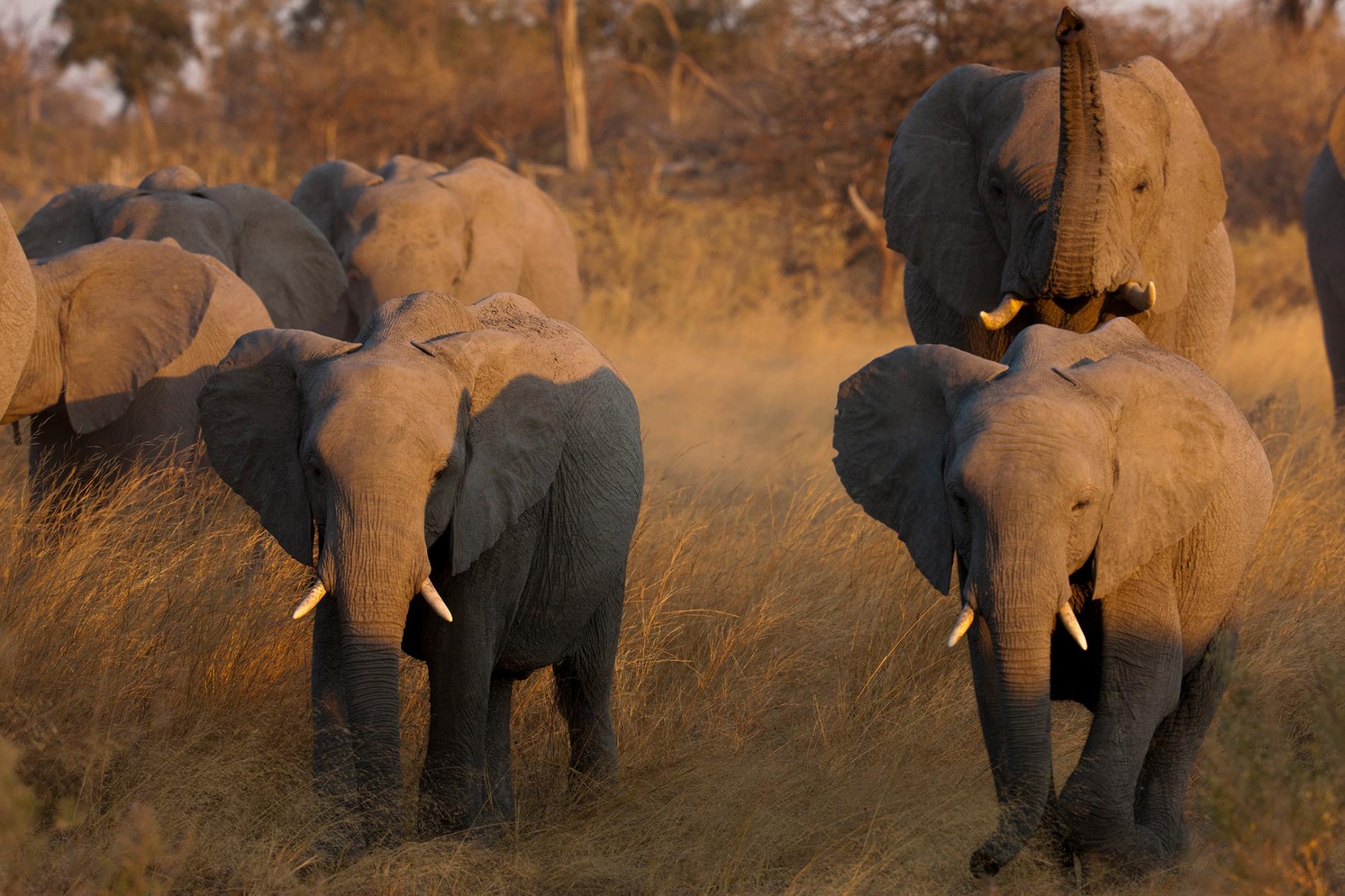 因為象牙的關係，非洲的大象一直遭到盜獵。新資料顯示，光是提升執法強度不足以解決這個問題。想保護地球上體型最大的陸生哺乳動物，也必須設法解決貧窮問題。PHOTOGRAPH BY BEVERLY JOUBERT, NAT GEO IMAGE COLLECTION