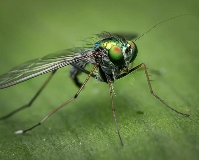 氣候變暖產生的「超級昆蟲」，會給人類帶來怎樣的威脅？