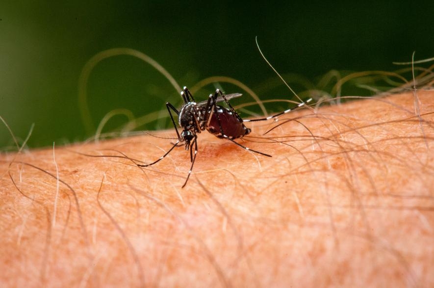 一隻白線斑蚊 （Asian tiger mosquito）正在一名男子的手臂上大快朵頤。PHOTOGRAPH BY BRIAN GORDAN GREEN, NAT GEO IMAGE COLLECTION