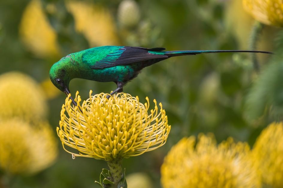 在南非開普敦市區約13公里外的科斯坦博斯國家植物園（Kirstenbosch National Botanical Garden）中，一隻孔雀石色花蜜鳥（Nectarinia famosa ）正享用著花蜜。PHOTOGRAPH BY ANN AND STEVE TOON, MINDEN PICTURES