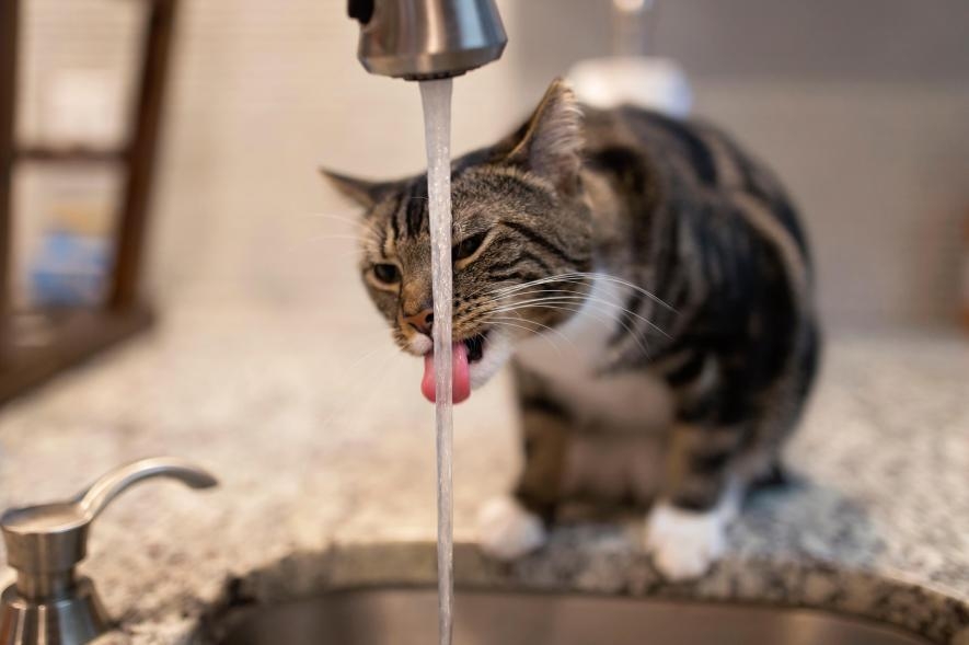 貓可能覺得流動的水比裝在碗裡的水更好喝。PHOTOGRAPH BY CYNTHIA VALDEZ, ALAMY