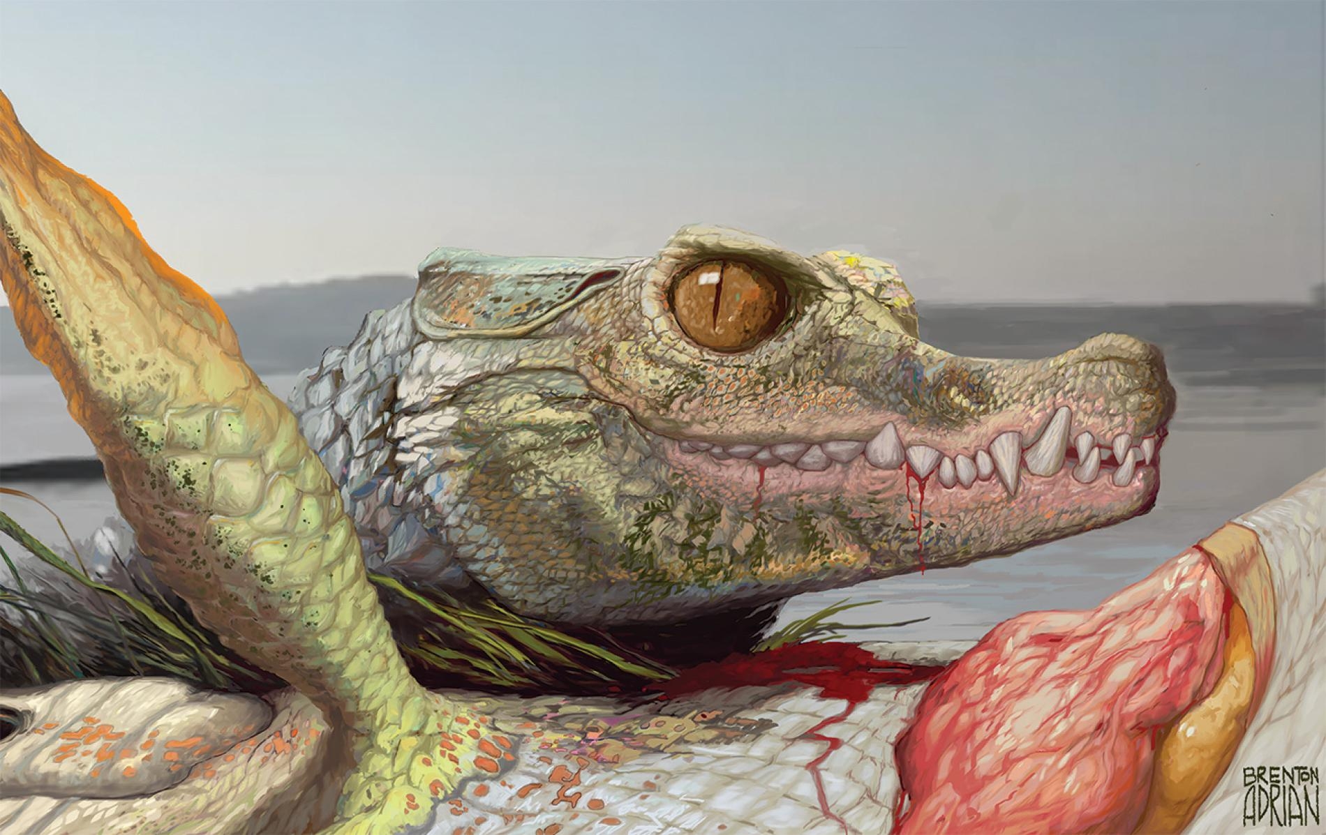 9600萬年前，在現今美國德州阿靈頓市（Arlington）遼闊的河口三角洲內住了一種名叫<i>Scolomastax sahlsteini</i>的動物，牠是現代鱷魚的小型親戚。這幅重建圖畫出這種史前爬蟲類正在吃一隻肺魚的殘骸。ILLUSTRATION BY BRENTON ADRIAN
