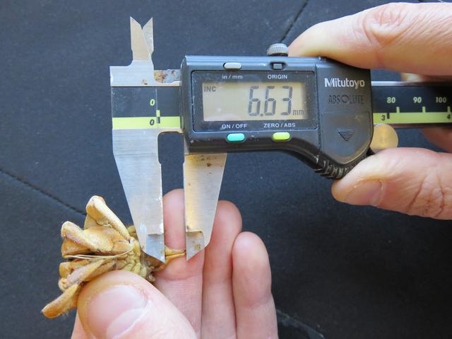 用電子卡尺測量厄瓜多爾陸寄居蟹的陰莖。圖片來源：論文補充材料圖2