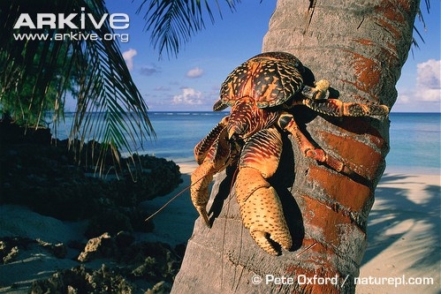 擅長爬樹，可以長到4公斤的椰子蟹。圖片來源：arkive.org