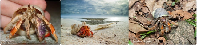 從左至右分別是保殼壓力依次增大的西伯利斯陸寄居蟹、橙紅陸寄居蟹、厄瓜多爾陸寄居蟹。圖片來源：coenobitaspecies.com