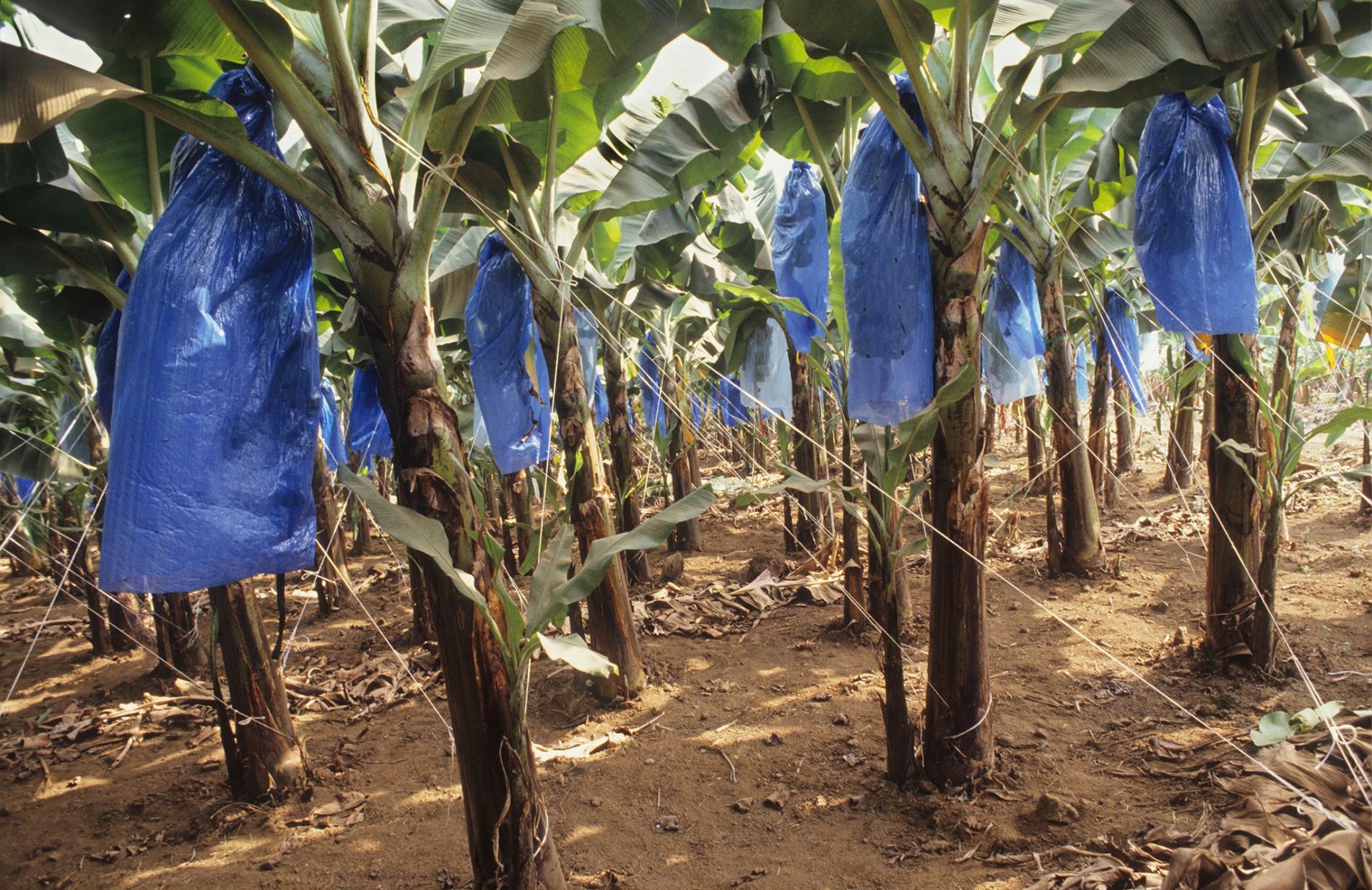 食物生產的整個過程都會使用到塑膠。圖中位在喀麥隆的農場就用塑膠袋套住成長中的香蕉，以防止出現損害外型的傷痕。PHOTOGRAPH BY UNIVERSAL IMAGES GROUP, GETTY IMAGES