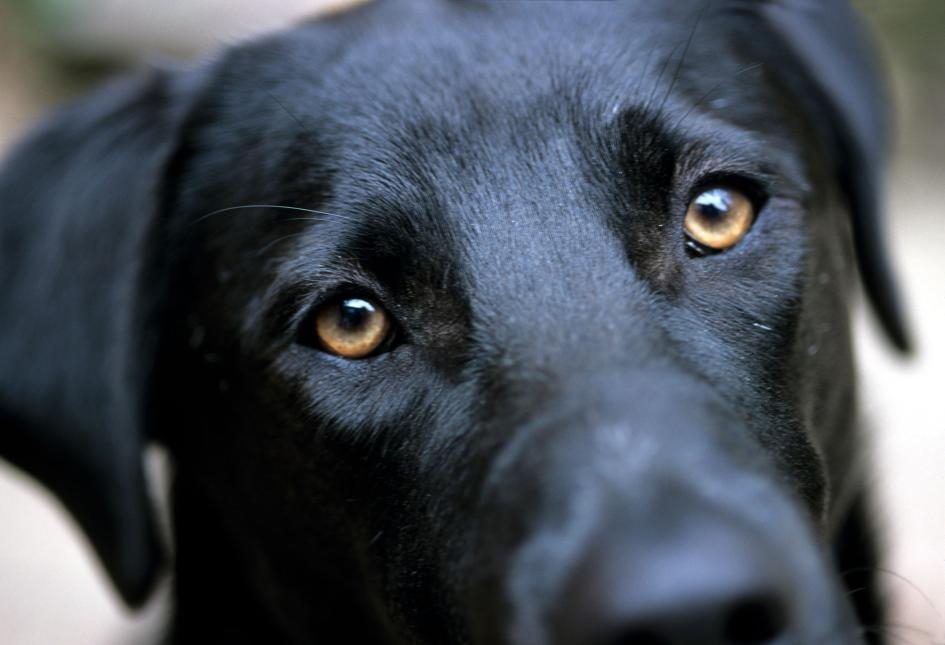 一隻黑色拉布拉多獵犬在與攝影師眼神交會時抬起了牠的眉毛。 PHOTOGRAPH BY STACY GOLD, NAT GEO IMAGE COLLECTION 