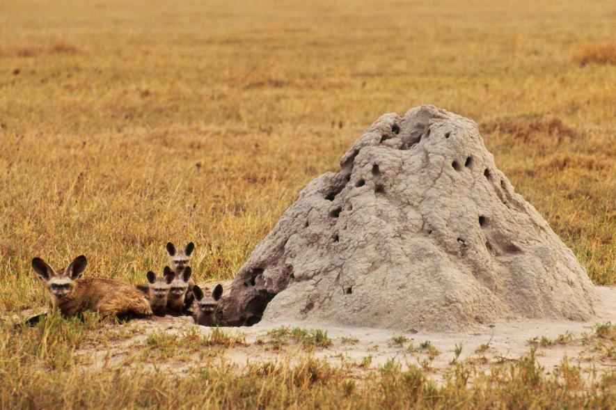蝠耳狐（Bat-eared fox）有時會利用舊的白蟻丘當作巢穴，就像這個在波札那的家族一樣。PHOTOGRAPH BY FRANS LANTING, NAT GEO IMAGE COLLECTION