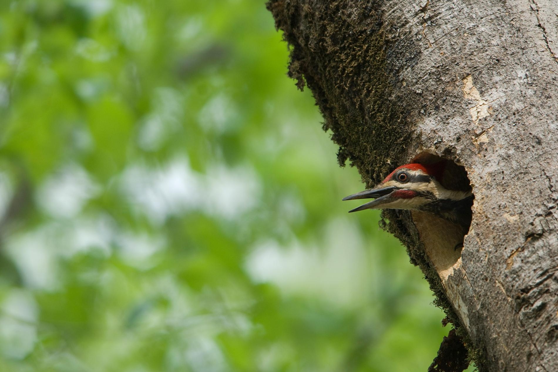 至少有20個物種會將北美黑啄木（pileated woodpecker）的鳥巢做為己用，使這種鳥成為牠們生態系統裡的基石種。PHOTOGRAPH BY JOEL SARTORE, NAT GEO IMAGE COLLECTION