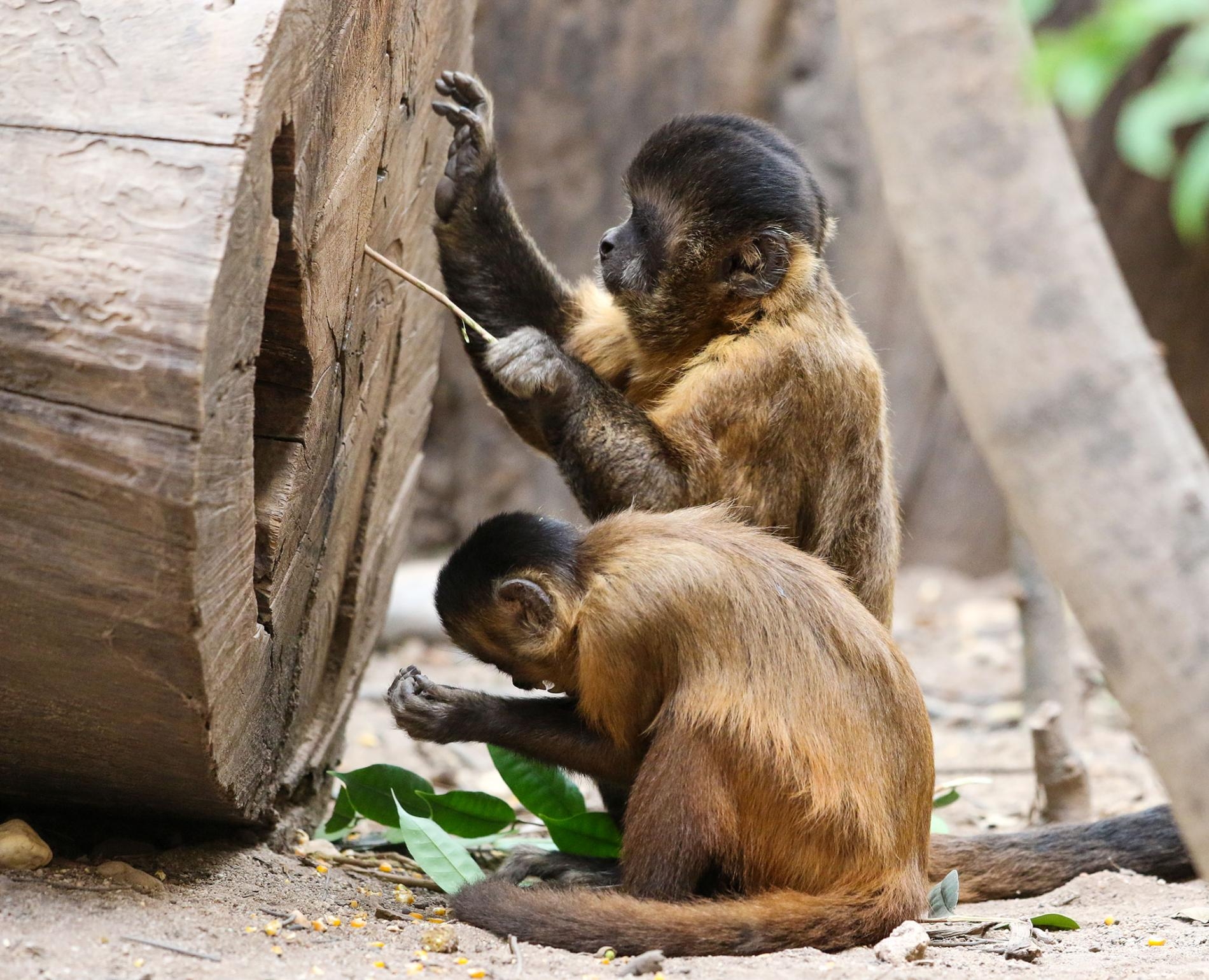 科學家的研究報告指出，巴西卡皮瓦拉山（Serra da Capivara）的野生捲尾猴自製石頭工具的歷史已至少有3000年，而牠們的技巧也隨著時間改變。 PHOTOGRAPH BY TIAGO FALÓTICO 