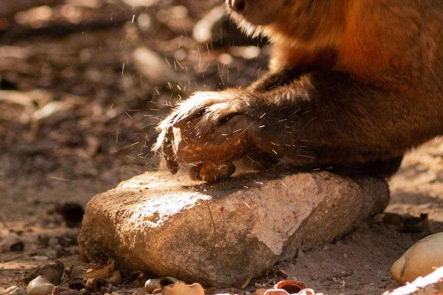 捲尾猴會利用直徑約20公分的石頭、或是腰果樹的樹根當「砧板」墊在下面敲腰果。PHOTOGRAPH BY TIAGO FALÓTICO