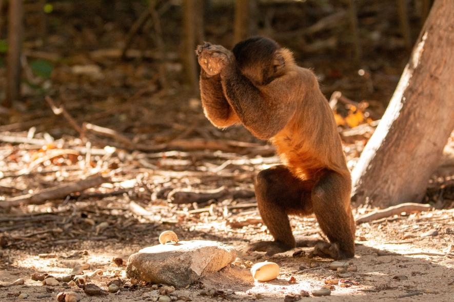 為了敲開腰果，捲尾猴會用直徑約2.5公分到人類拳頭大小不等的圓石當工具。做這件事時，牠們會運用整個身體，有點像人類的棒球投手那樣。PHOTOGRAPH BY TIAGO FALÓTICO