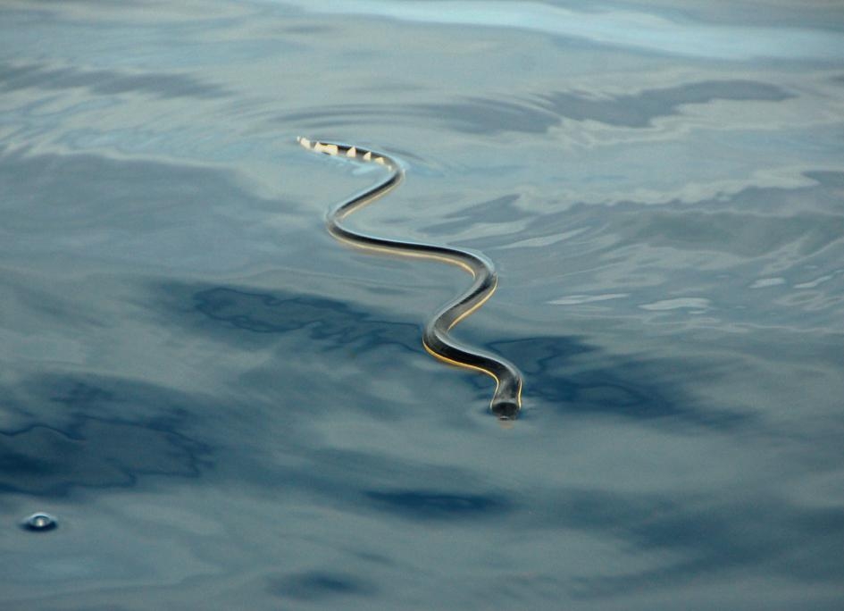 一條黑背海蛇在哥斯大黎加杜爾塞灣口的海面上休息。 PHOTOGRAPH BY BROOKE BESSESEN