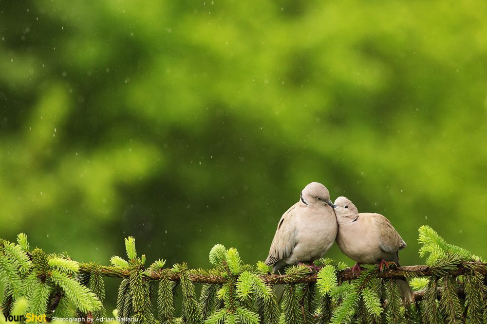鳩鴿之愛﻿