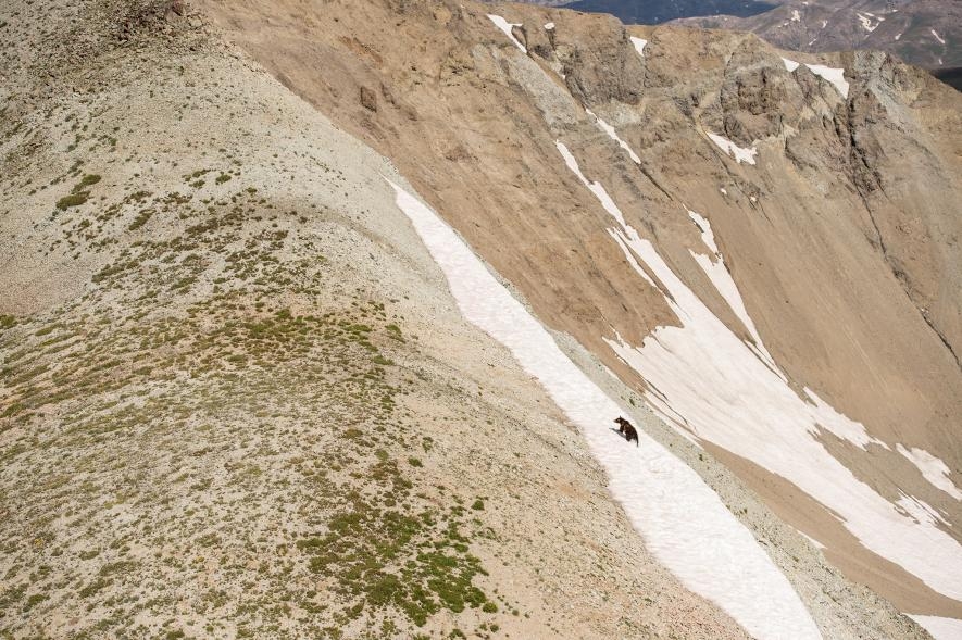 在懷俄明州，一隻灰熊沿著岩屑坡往上爬。高山上的碎石坡是熊尋找行軍夜蛾的好地方，牠們大量食用行軍切夜蛾。PHOTOGRAPH BY JOE RIIS, NAT GEO IMAGE COLLECTION