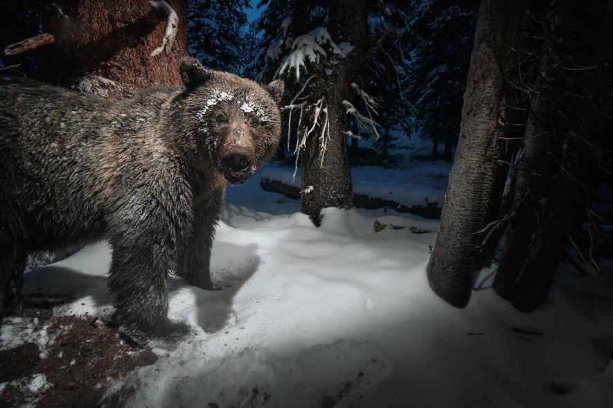 在黃石國家公園（Yellowstone National Park）附近的一台相機陷阱，捕捉到一頭灰熊從松鼠的食物貯藏處偷走美國白皮松松子。堅果是雜食性熊的重要食物來源。PHOTOGRAPH BY DREW RUSH, NAT GEO IMAGE COLLECTION