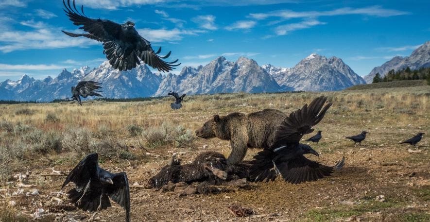 一隻灰熊抵擋前來搶食野牛屍體的渡鴉。PHOTOGRAPHY BY CHARLIE HAMILTON JAMES, NAT GEO IMAGE COLLECTION 