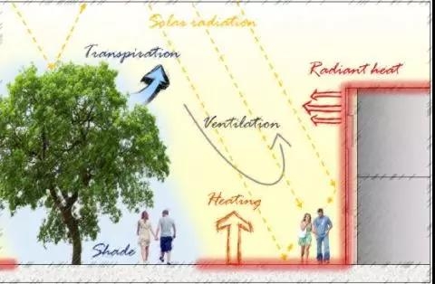 影響人體白天熱舒適的關鍵環境因素。圖片來源：Trees for a Cool City: Guidelines for Optimised Tree Placement