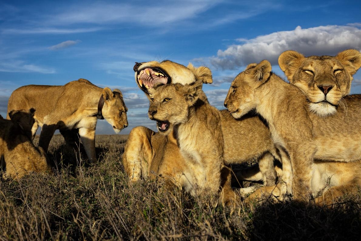 獅子是唯一一種群居的貓科動物，由母獅主宰獅群。年紀較大的幼獅會被聚在一起撫養，像是一間托兒所，就如同這張攝於坦尚尼亞塞倫蓋提國家公園的照片。PHOTOGRAPH BY MICHAEL NICHOLS, NAT GEO IMAGE COLLECTION