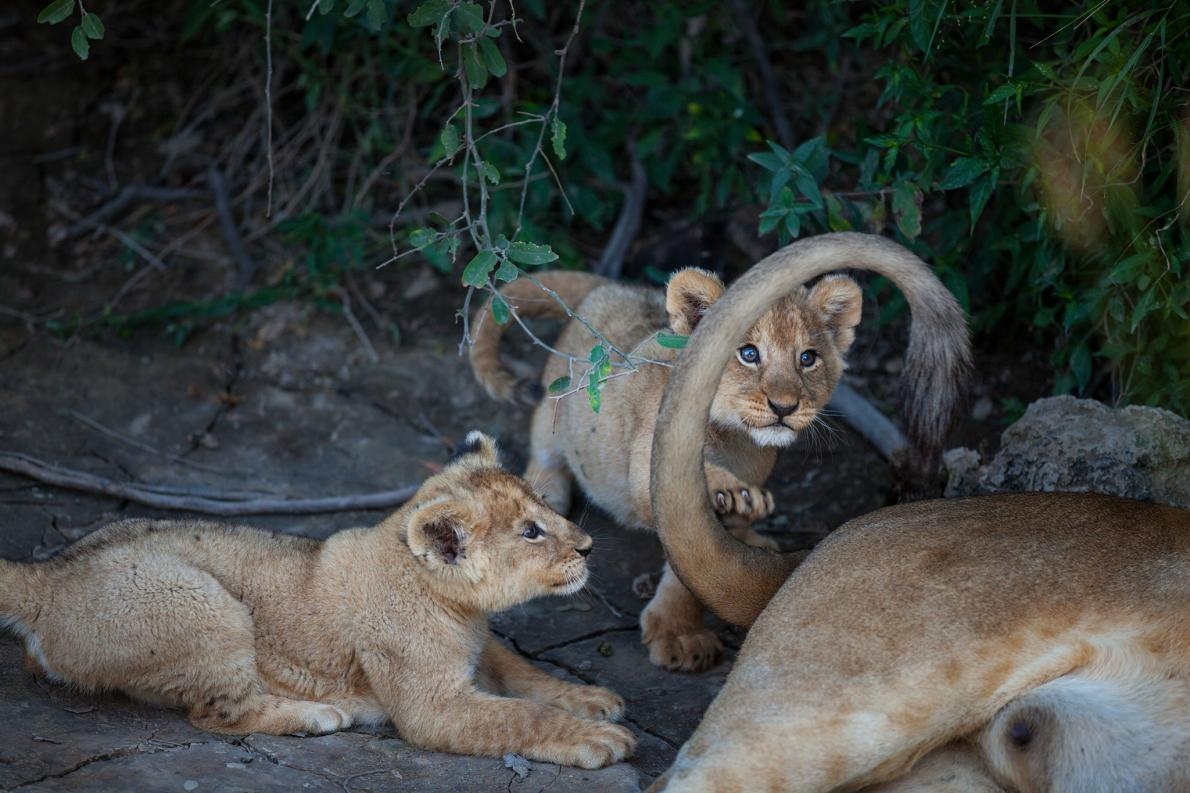 來自巴拉夫 獅 群（Barafu pride）的一對幼獅跟牠們母親的尾巴玩耍。PHOTOGRAPH BY MICHAEL NICHOLS, NAT GEO IMAGE COLLECTION