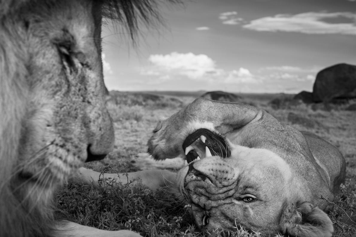 一頭稱為C男孩的成年公獅與一頭汶比獅群的母獅在交配間歇時休憩。PHOTOGRAPH BY MICHAEL NICHOLS, NAT GEO IMAGE COLLECTION