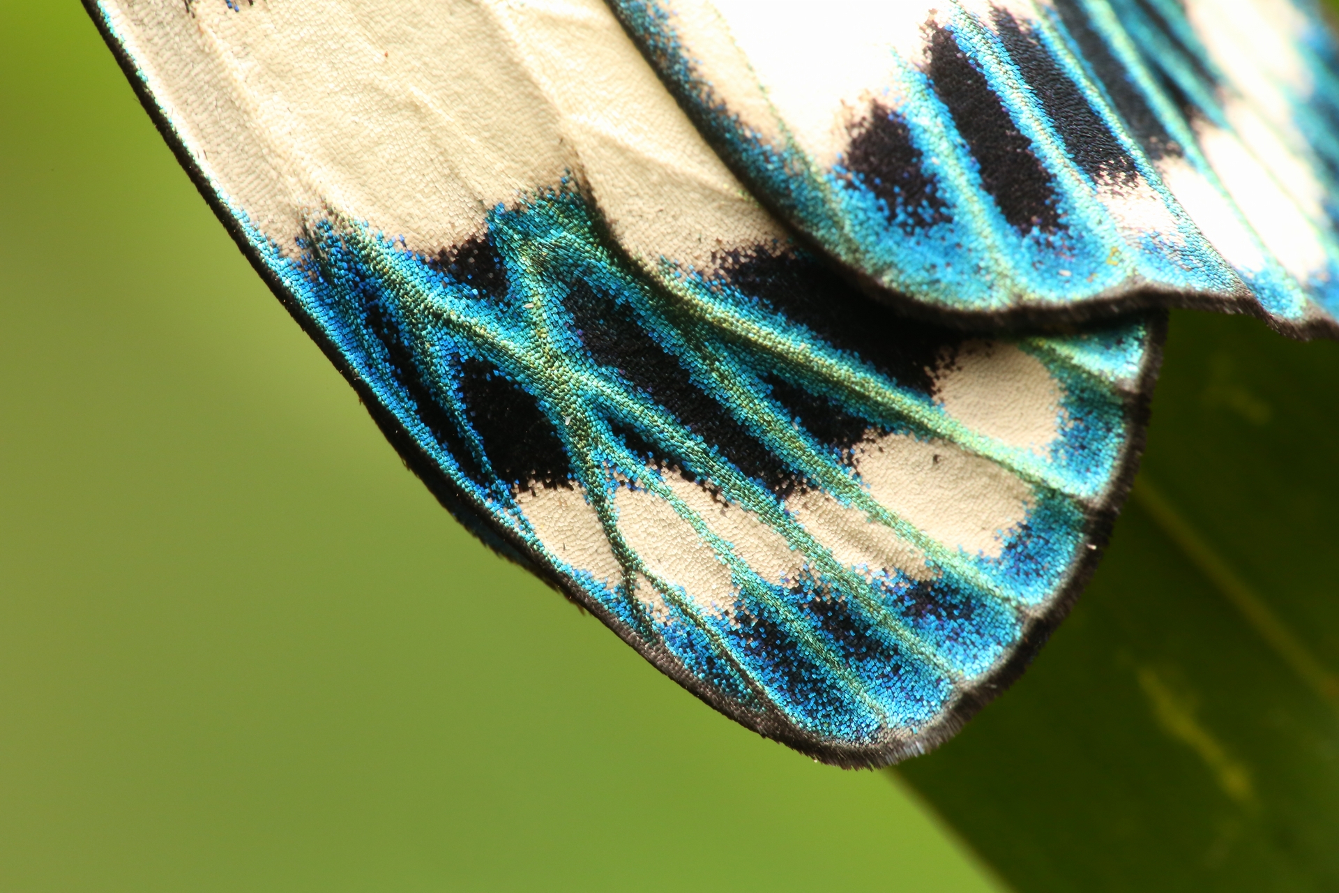 蝶蛾類身上都有美麗的衣裳（翅膀）。（光輝螢斑蛾），攝影｜黃仕傑 
