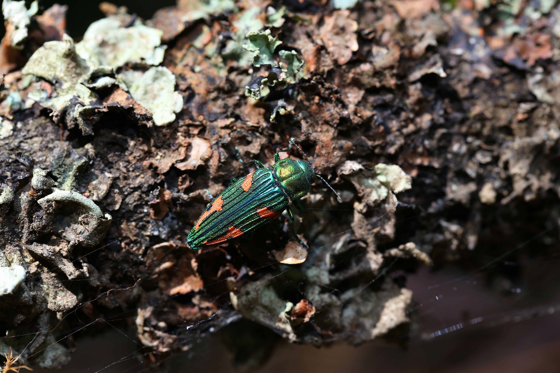 牠是台灣公認最難遇到的保育類昆蟲。（妖豔吉丁蟲 保育類昆蟲），攝影｜黃仕傑 