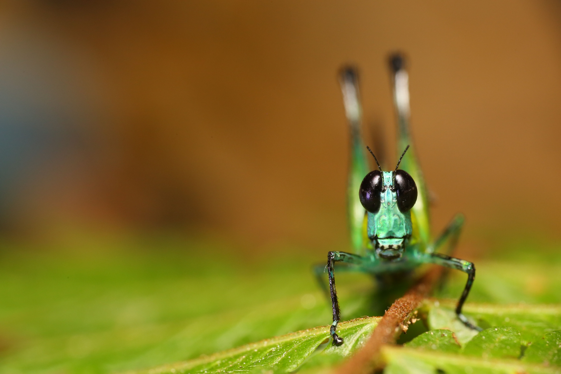 雨林中願意面對面談心的昆蟲。（馬來西亞雨林 突眼蝗蟲），攝影｜黃仕傑 