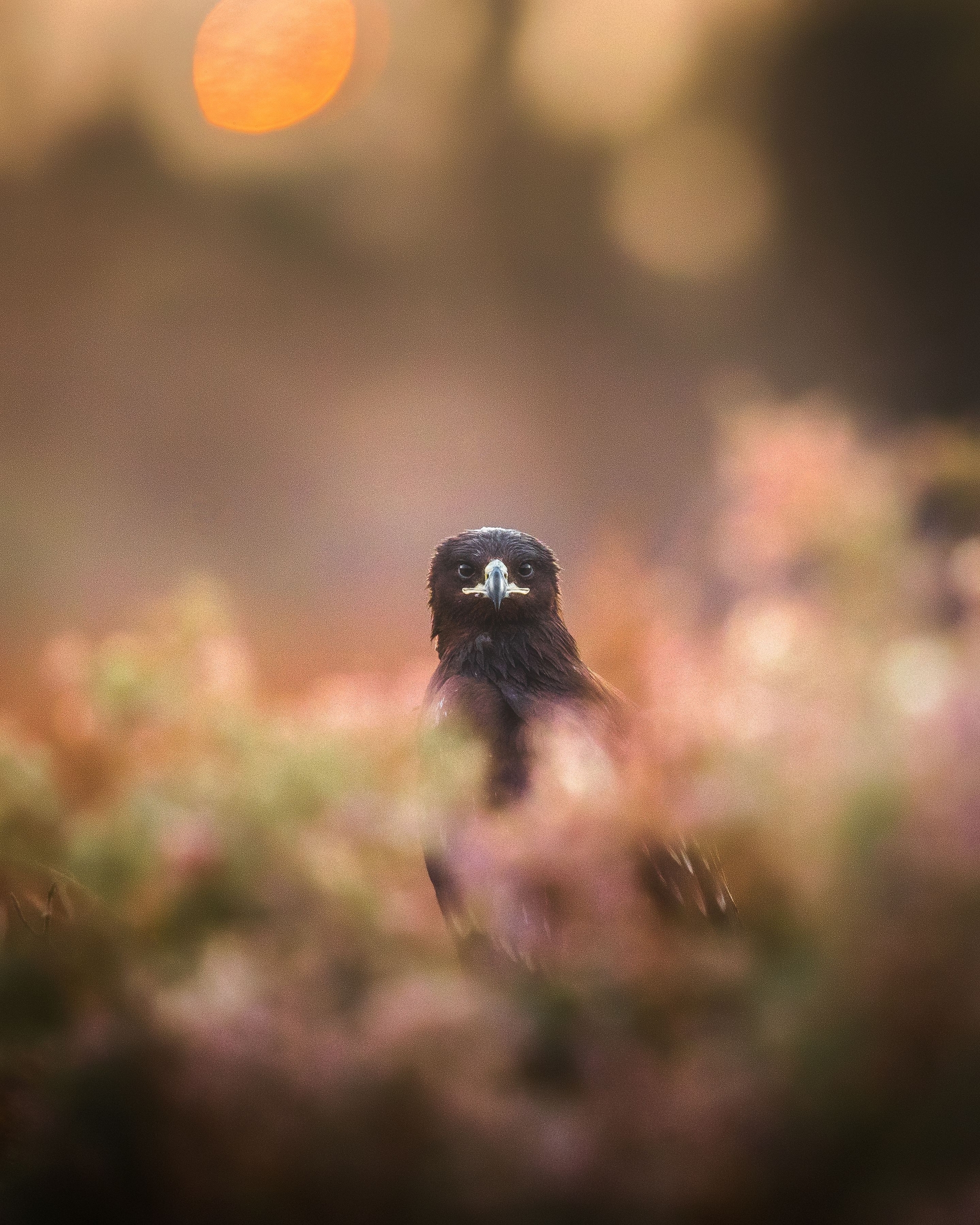 當我在攝影時，一隻老鷹從斑斕的色彩間望向我。於是我轉換主題，拍下了一些很棒的老鷹照片，這是其中一張。
