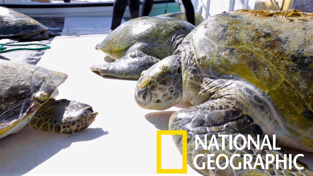 科學家「跳海抓龜」，只為研究波斯灣的神祕綠蠵龜種群