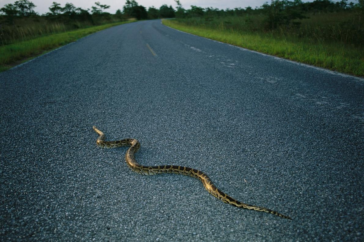 一條緬甸蟒（Burmese python）正穿越佛羅里達的馬路。這種蛇原生東南亞，估計目前有成千上萬隻生活在佛羅里達大沼澤（Everglades）中，造成了原生種哺乳動物的大浩劫。PHOTOGRAPH BY MELISSA FARLOW, NAT GEO IMAGE COLLECTION