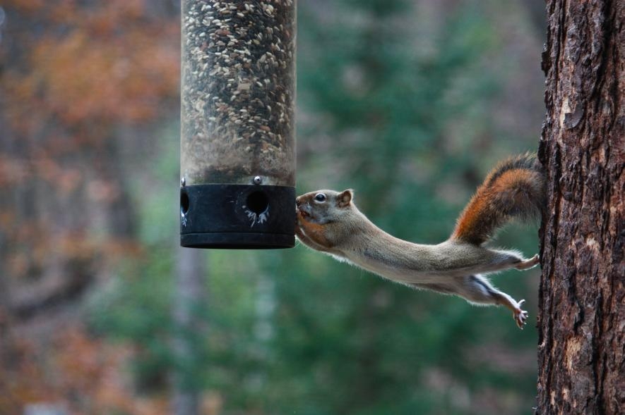 餵鳥器可能引來松鼠和其它不速之客。PHOTOGRAPH BY MICHAEL FORSBERG, NAT GEO IMAGE COLLECTION 