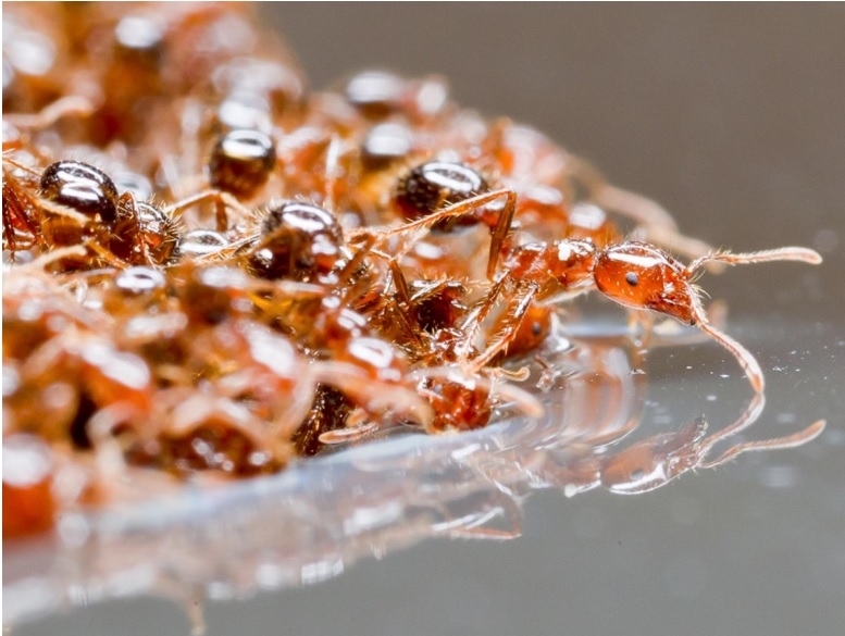直擊螞蟻如何形成巨大的救生筏在洪水中存活