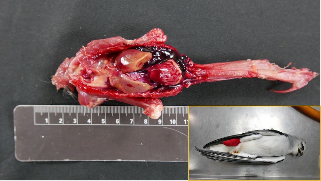 2016年因骨折被送往桃園鳥會的黑翅鳶，死後解剖發現體內廣泛出血，經檢驗肝臟中老鼠藥濃度高達476 ppb （含可滅鼠和雙滅鼠）。這隻黑翅鳶如果沒送檢驗，死因可能會被判斷為因骨折導致內出血死亡，忽略了老鼠藥的毒害。