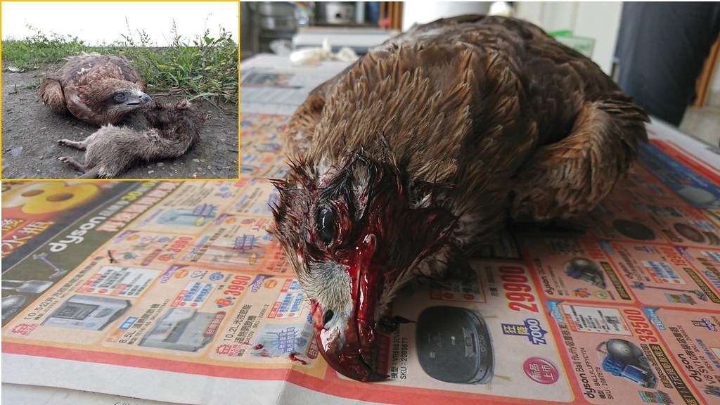 2018年在屏東農地發現的死亡黑鳶，無外傷但口腔大量滲血，經檢驗肝臟中老鼠藥濃度為26 ppb （含可滅鼠和撲滅鼠）
