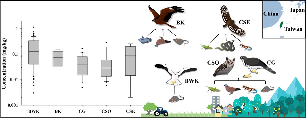 五種常見猛禽（BWK黑翅鳶、BK黑鳶、CG鳳頭蒼鷹、CSO領角鴞、CSE大冠鷲）的主要食性，以及肝臟中殘留老鼠藥的平均濃度（mg/kg = ppm = 1000 ppb）。繪圖：魏心怡。