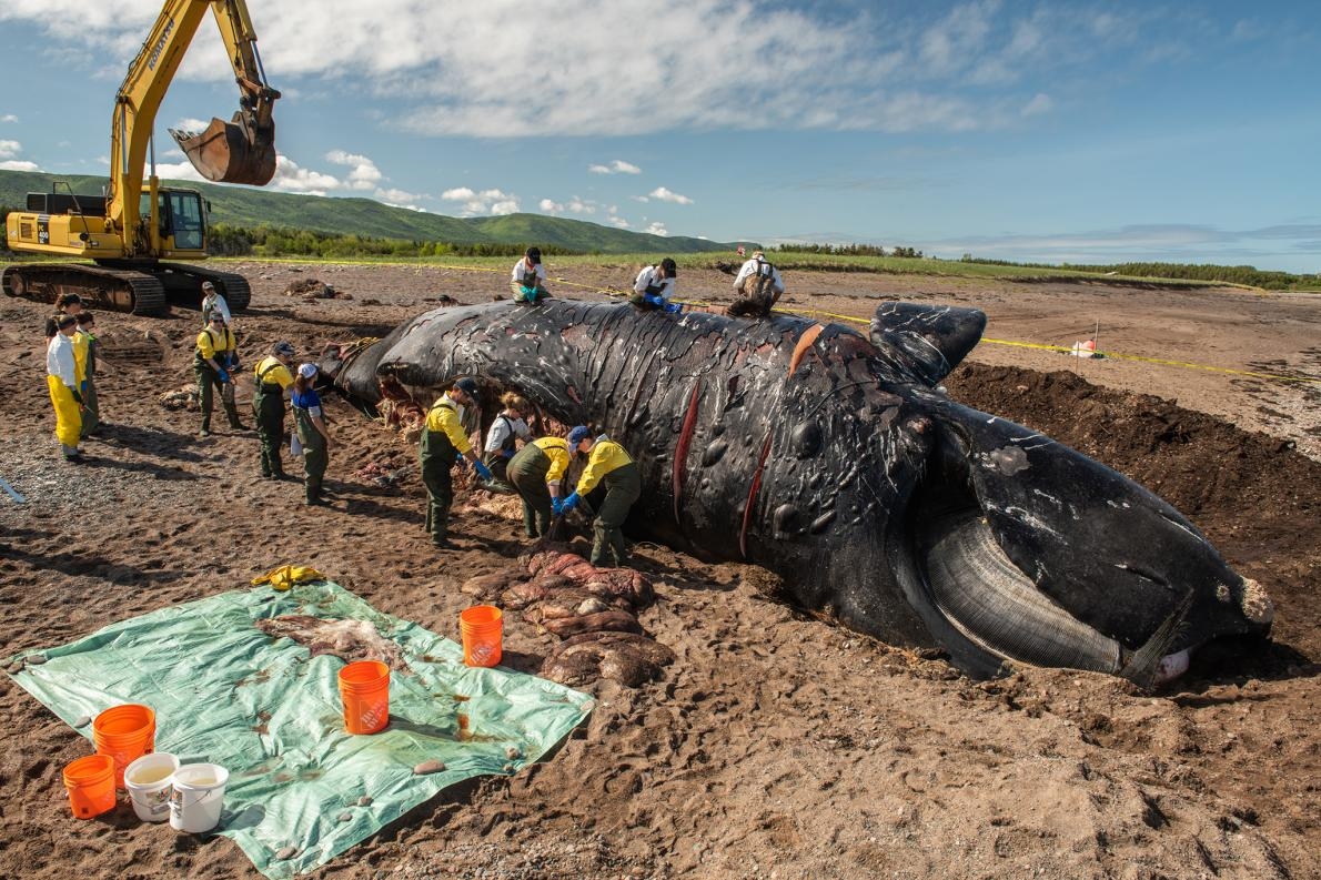 研究人員正在解剖雌性北大西洋露脊鯨「標點符號」（Punctuation），牠因為皮膚上的疤痕而得名。6月時在聖羅倫斯灣（Gulf of St. Lawrence）發現了牠的屍體。過去六個星期以來已經發現了六頭死亡的北大西洋露脊鯨，牠是其中之一。 PHOTOGRAPH BY NICK HAWKINS 