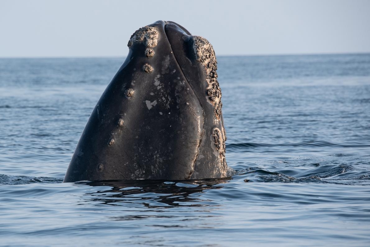 一頭北大西洋露脊鯨將頭探出聖羅倫斯灣（Gulf of Saint Lawrence）的水面。這種鯨魚是瀕危物種，主要威脅是船隻撞擊和被漁具纏住。 PHOTOGRAPH BY NICK HAWKINS 