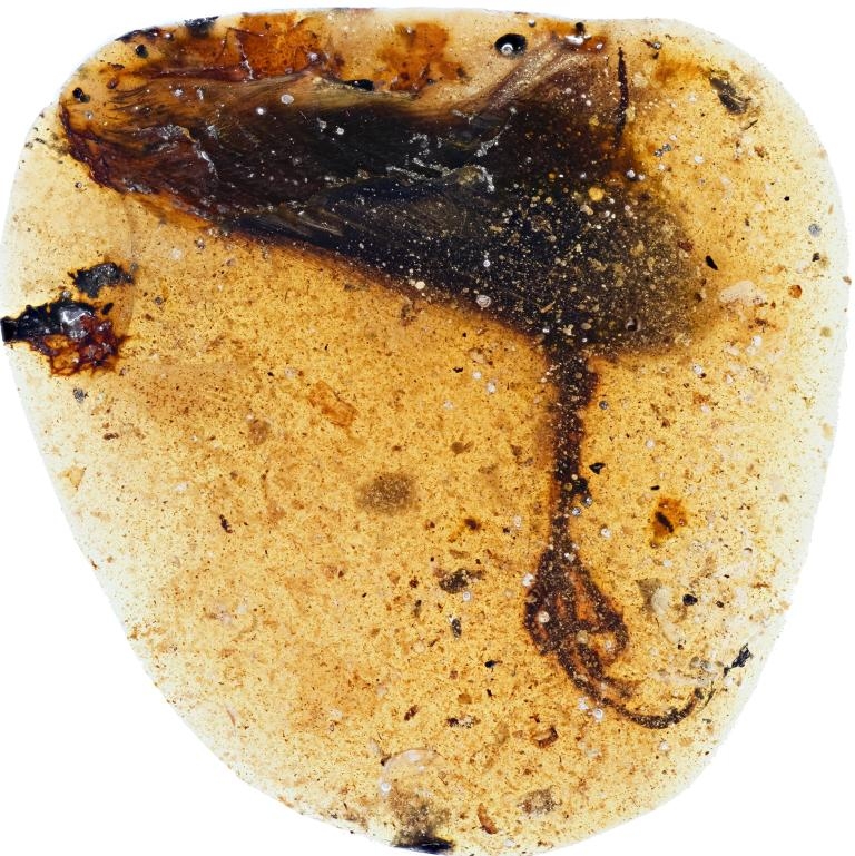 這根新種反鳥類的後肢被發現時包裹在一粒緬甸琥珀之中。 IMAGE BY LIDA XING