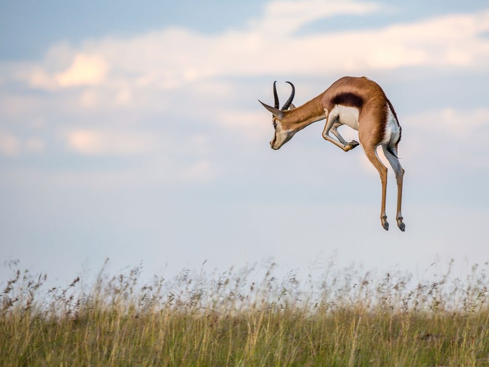 一躍而起：南非跳羚