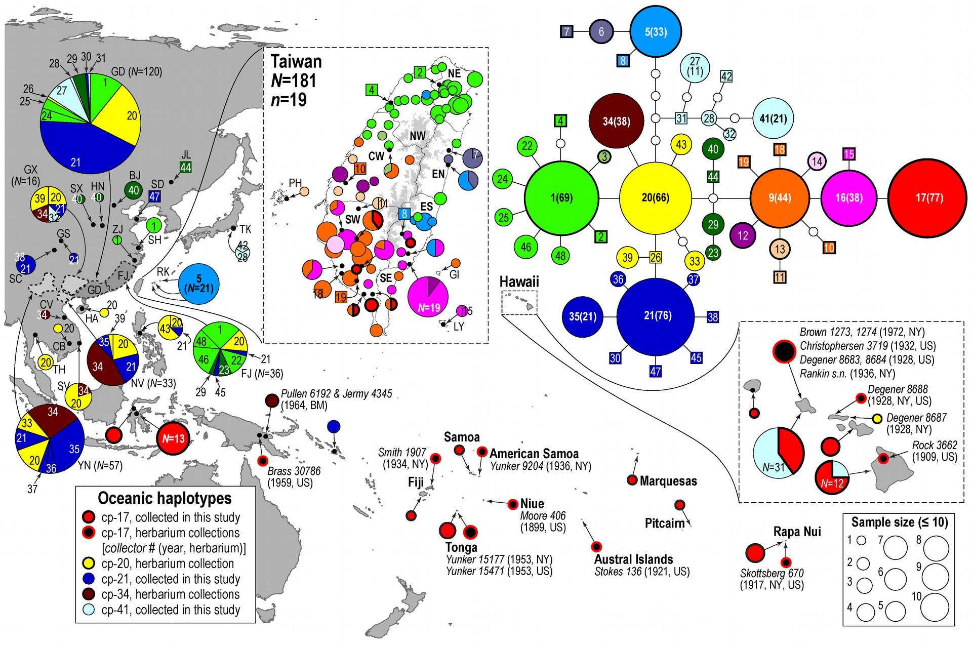 鍾國芳團隊搜集東亞與南太平洋各島嶼的構樹樣本，根據特定葉綠體基因序列分析顯示，這些構樹樣本帶有 48 種不同的單倍型。其中 CP-17 單倍型（紅色圓圈）在大洋洲佔大多數，也出現在臺灣南部。圖中右上方可看到，CP-17 由臺灣南部特有的 CP-16 （粉紅色圓圈）、CP-9 （橘色圓圈）演化而來，與臺灣北部、亞洲大陸常見的 CP-1 （綠色圓圈）, CP-20 （黃色圓圈）關係較遠。資料來源│A holistic picture of Austronesian migrations revealed by phylogeography of Pacific paper mulberry