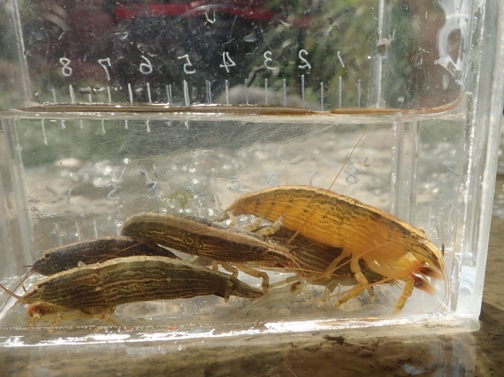 體色多變的刺足仿匙蝦（網球蝦），其演化特色與棲位選擇令人對這種生物感到讚嘆。圖片提供：洄瀾風生態有限公司