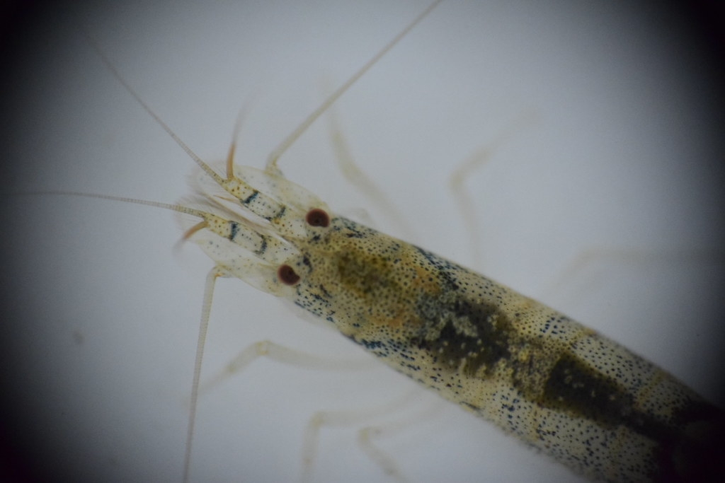 尚待鑑定的匙指蝦科蝦種，其額角十分短小，外型類似真米蝦，群體穩定，發現於在常被人忽略的小溝渠中。圖片提供：洄瀾風生態有限公司