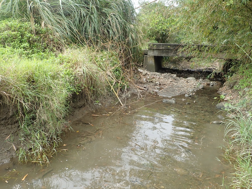 未整治的河口溝渠，兩岸各6公尺高的草澤泥壁光是大小蟹洞就高達400個以上。圖片提供：洄瀾風生態有限公司