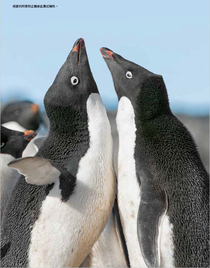相愛的阿德利企鵝彼此靠近擁抱。