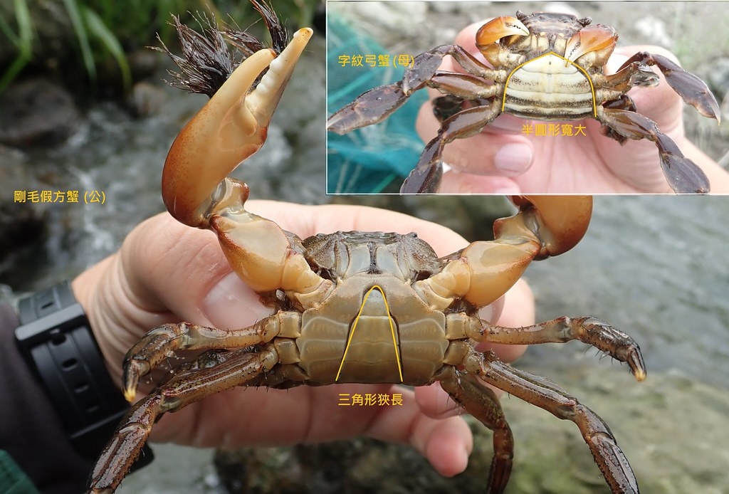 既使不同種類的螃蟹，辨認性別方式也相當簡單。圖片提供：洄瀾風生態有限公司