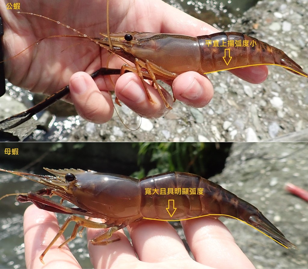 長臂蝦科快速辨識方式大同小異，圖為俗稱過山蝦的貪食沼蝦。圖片提供：洄瀾風生態有限公司